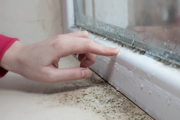 Best Mold Odor Removal Services  in Michigan City, IN